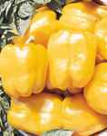 Yellow bell pepper