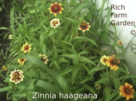 Persian Carpet
        Zinnia haageana Annual