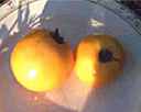 Persimmon
        Tomato