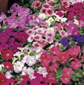 Fantasy mix Petunia annual flower