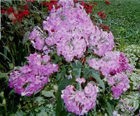 Hardy Garden Phlox - Laura