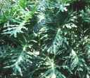 philodendron selloum