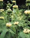 Phlomis Russelliana