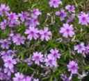 phlox sublata blue emerald