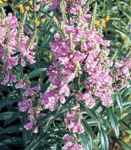 Rose Crown Physostegia virginiana Perennial