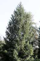 Norway Spruce Picea abies tree