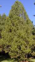 Lacebark Pine Tree pinus bungeana