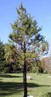 Rocky Mountain Pine Tree Lodgepole pinus contorta latifolia