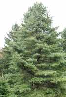 Korean Pine Tree pinus koraiensis