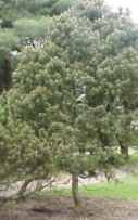 Dwarf Mugo Pine Tree pinus mugo pumilla