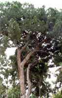 Italian Stone Pine Tree Mediterrean Umbrella pinus pinea