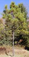 Loblolly Pine Tree pinus taeda