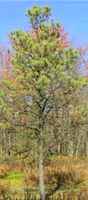 Japanese Black Pine Tree pinus thunbergii