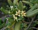 Victorian Box Sweet Pittosporum Cheesebox Mock Orange Native Daphne Pittosporum undulatum