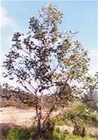 London Planetree Platanus
        acerifolia