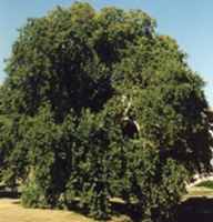 Oriental Plane Tree Cut leaf
        Platano Chenar Platanus orientalis