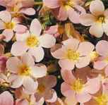 Apricot Delight Polemonium caeruleum