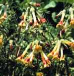 Golden Trumpets Polemonium pauciflorum