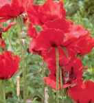 Beauty of Livermore Poppy Papaver orientale flower plant