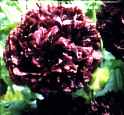 poppy black cloud papaver paeniflorum