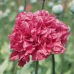 Bombast Feather Poppy Papaver somniferum seed