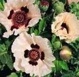 Checkers Poppy Papaver orientalis Perennial flower