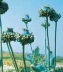 Hens and Chicks Poppy Papaver somniferum plant