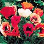 Papaver orientale Poppy mix