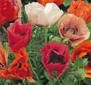 Pizzacato Poppy seed plant