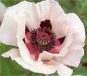 Royal Wedding Poppy plant