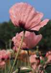 Garden Glory salmon Poppy Papaver oreintale double flowers