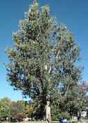 populus deltoides eastern cottonwood tree seed