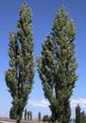 populus nigra lombardy poplar tree seed