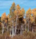 populus nigra black poplar tree seed seedling