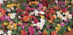 Antique Double Mix Portulaca grandiflora Annual flower