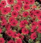 Gibsons Scarlet Potentilla atrosanguinea Perennial flower