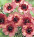 Melton Fire Potentilla nepalensis Perennial