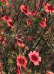 Miss Willmott Potentilla nepalensis Perennial