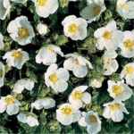 White Queen Potentilla recta Perennial