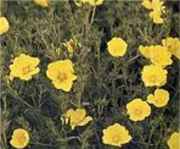 Silver Cinquefoil Potentilla argentea Perennial