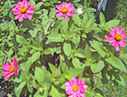 profusion cherry Zinnia
        elegans