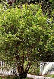 Pomegranate tree