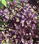 dark opal Purple Basil