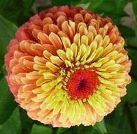 Queen Lime Orange
        Zinnia elegans Annual