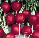 Cherry Belle Radish