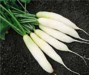 White Ice Cicle Radish