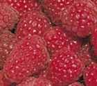 Heritage Red Raspberry