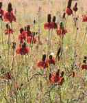 Mexican Hat Ratibida columnaris