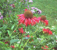 monarda didyma red bergamot Bee Balm Oswego Tea