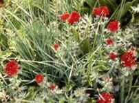Scarlet Rhodiola integrifolia Perennial